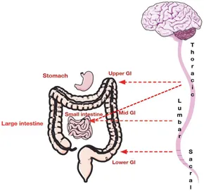 Frontiers | Stress-Induced Visceral Pain: Toward Animal