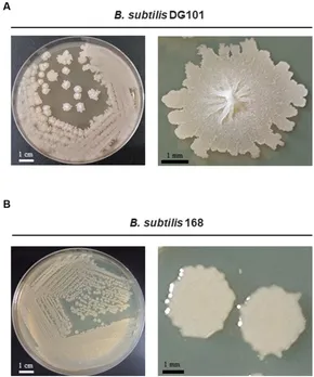 洋書 bacillus subtilis Amazon.com: Bacillus Subtilis Spore Based Probiotic — High