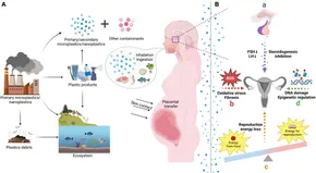 【セール】福袋/福箱ファッション通販 Frontiers | Toxicity of microplastics and nanoplastics K-POP/アジア