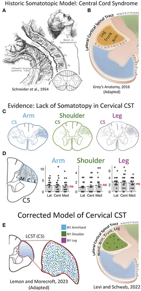 Spinal cord injury – basic principles and management
