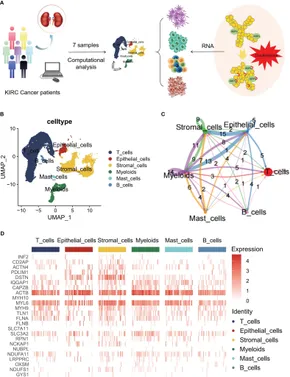 Frontiers | Single-cell disulfidptosis regulator patterns