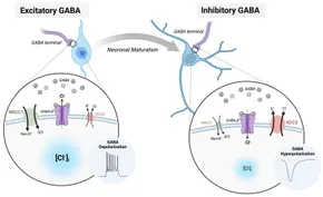 健康・医学 Receptor Based Solutions Mechanisms of mineralocorticoid receptor-associated