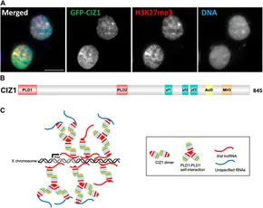 cycs 分化　13号 fcell-11-1296600-g001.jpg