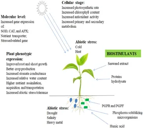 Frontiers | The potential of biostimulants on soil microbial
