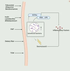Frontiers | Study on the effects of intestinal flora on