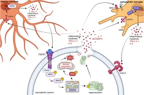 Frontiers | Die hard: necroptosis and its impact on age