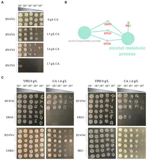 Yeast Culture - The Dutch Connection ノイズ Yeast Culture - The Dutch Connection ノイズ-販促セール