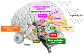 Rhythms of the Brain: 9780195301069: Medicine & Health