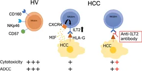 Frontiers | Immunoglobulin-like transcript 2 as an impaired