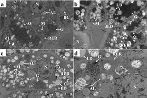 fmars-11-1415341-g001.jpg