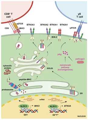 Frontiers | A Ménage à trois: NLRC5, immunity, and metabolism