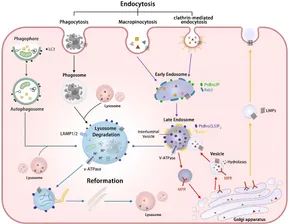 Frontiers | Lysosomal biogenesis and function in osteoclasts Frontiers | Lysosomal biogenesis and function in osteoclasts