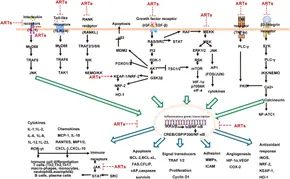 Frontiers | Advances in the study of artemisinin and its