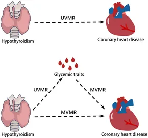 Frontiers | The role of glycemic traits in the mediation of Frontiers | The role of glycemic traits in the mediation of