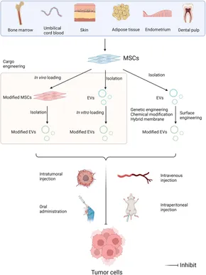Frontiers | Unveiling the multifaceted roles of microRNAs in