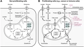 Recent Advances in Topical Hemostatic Materials | ACS