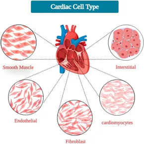 Frontiers | Cardiac tissue engineering: an emerging approach
