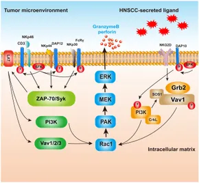 The Cell XE: A Molecular Approach: Cooper, Geoffrey