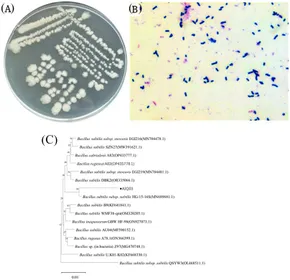 洋書 bacillus subtilis 洋書 bacillus subtilis Bacillus subtilis- An Overview and