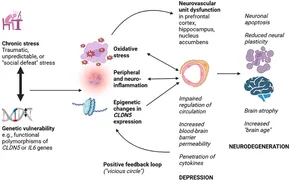 Decision Making in Neurovascular Disease: 9781684200573