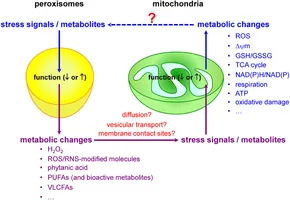 Frontiers | Redox interplay between mitochondria and peroxisomes