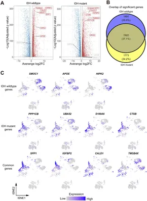半額 50％OFFの通販 Frontiers | Spatial transcriptomics analysis identifies 靴