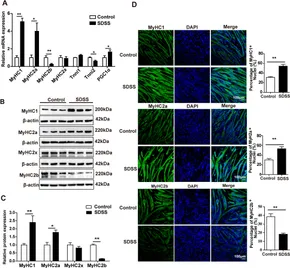 Frontiers | Sodium danshensu modulates skeletal muscle fiber