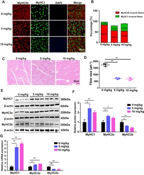 Frontiers | Sodium danshensu modulates skeletal muscle fiber