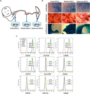 ユウヤ　在庫確認 楽天市場】【 多用皿 シリーズ ・ セット 】 粉引きハケメ