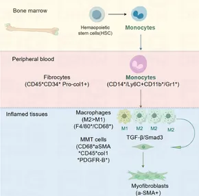 Frontiers | Transformation of macrophages into