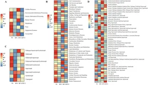 Frontiers | Accumulation of coumaric acid is a key factor in