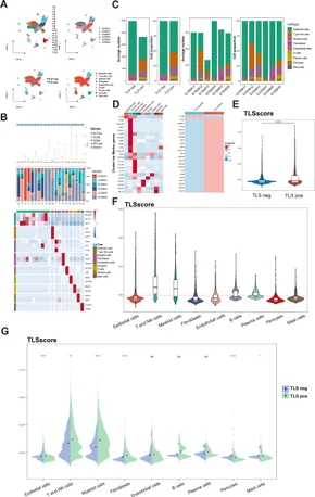 Frontiers | Tertiary lymphoid structure-related score as a