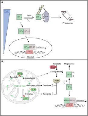 Hypoxia : The Tolerable Limits 低酸素症 許容限界 Hypoxia : The Tolerable Limits 低酸素症 許容限界 Frontiers