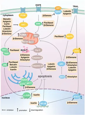 Frontiers | Targeting programmed cell death via active Frontiers | Targeting programmed cell death via active