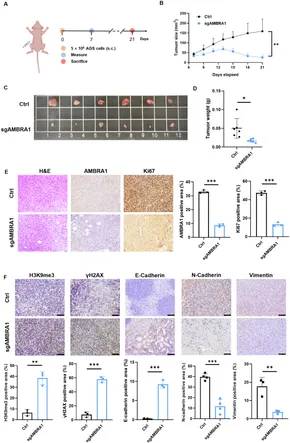 Frontiers | AMBRA1 drives gastric cancer progression through