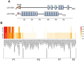KIT Frontiers | Leucine-rich repeat proteins of Leptospira interrogans ... Frontiers | Leucine-rich repeat proteins of Leptospira interrogans ... KIT Frontiers | Leucine-rich repeat proteins of Leptospira interrogans ... Frontiers | Leucine-rich repeat proteins of Leptospira interrogans ...