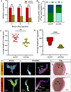 Frontiers | Dual roles of methoprene-tolerant gene TaMet in