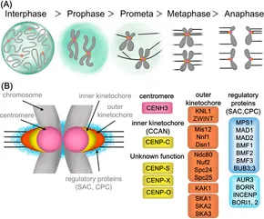 期間限定お値下げ！　ＰＬＡＮＴ　ＣＨＲＯＭＯＳＯＭＥ　ＥＮＧＩＮＥＥＲＩＮＧ fcell-12-1510019-g001.jpg