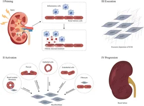 Frontiers | Traditional Chinese Medicine targeting the TGF-β