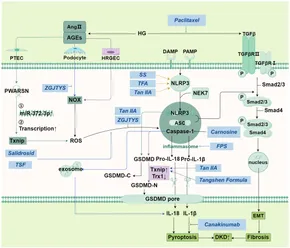 suger様 Emerging significance and therapeutic targets of ferroptosis