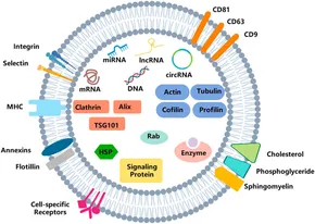 Frontiers | The biology of exosomes and exosomal non-coding