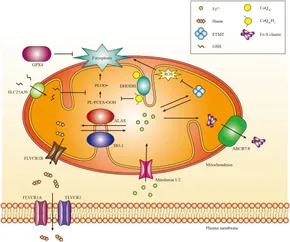 Frontiers | Iron and ferroptosis in kidney disease