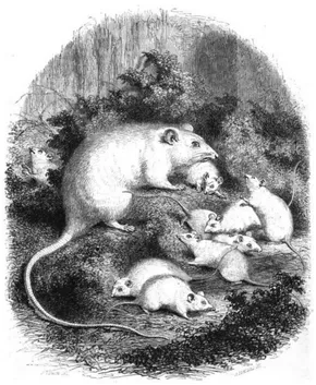 The Complete ～ History of RATS & STAR The Complete ～ History of RATS & STAR The Complete～History of