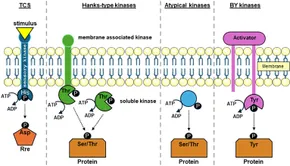 グエン専用 Into the microscale: Low-input sequencing technologies and