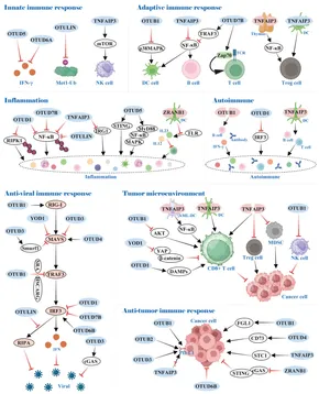 yy PARP inhibitor augments anti-tumor efficacy of DNMT