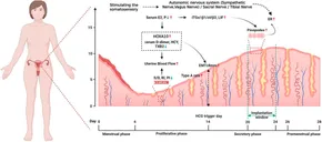 Frontiers | Acupuncture as an adjunct therapy for enhancing