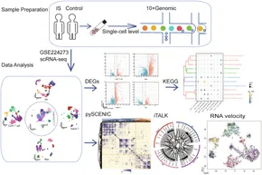 Frontiers | Decoding immune cell dynamics in ischemic stroke