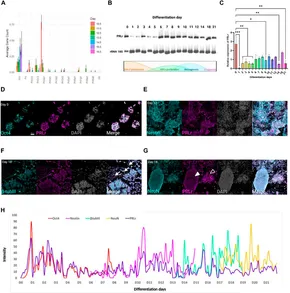 ❼ Frontiers | Prolactin drives cortical neuron maturation and