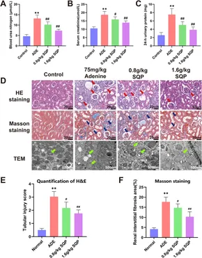 その他 nano collect Frontiers | Homotherapy for heteropathy of chronic kidney