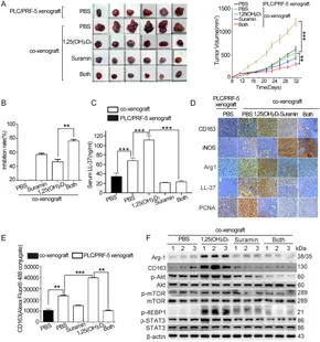 超美品 Frontiers | Suramin blocked hCAP18/LL-37-induced macrophage ピンズ・ピンバッジ・缶バッジ